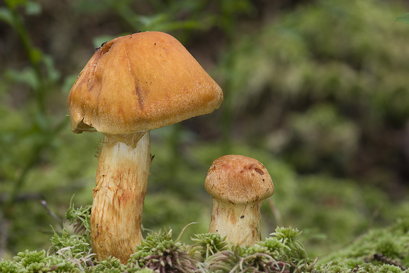 Cortinarius limonius